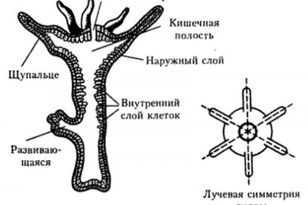 Кракен сайт зеркало рабочее