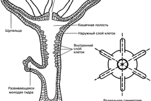 Как пополнить баланс на кракене